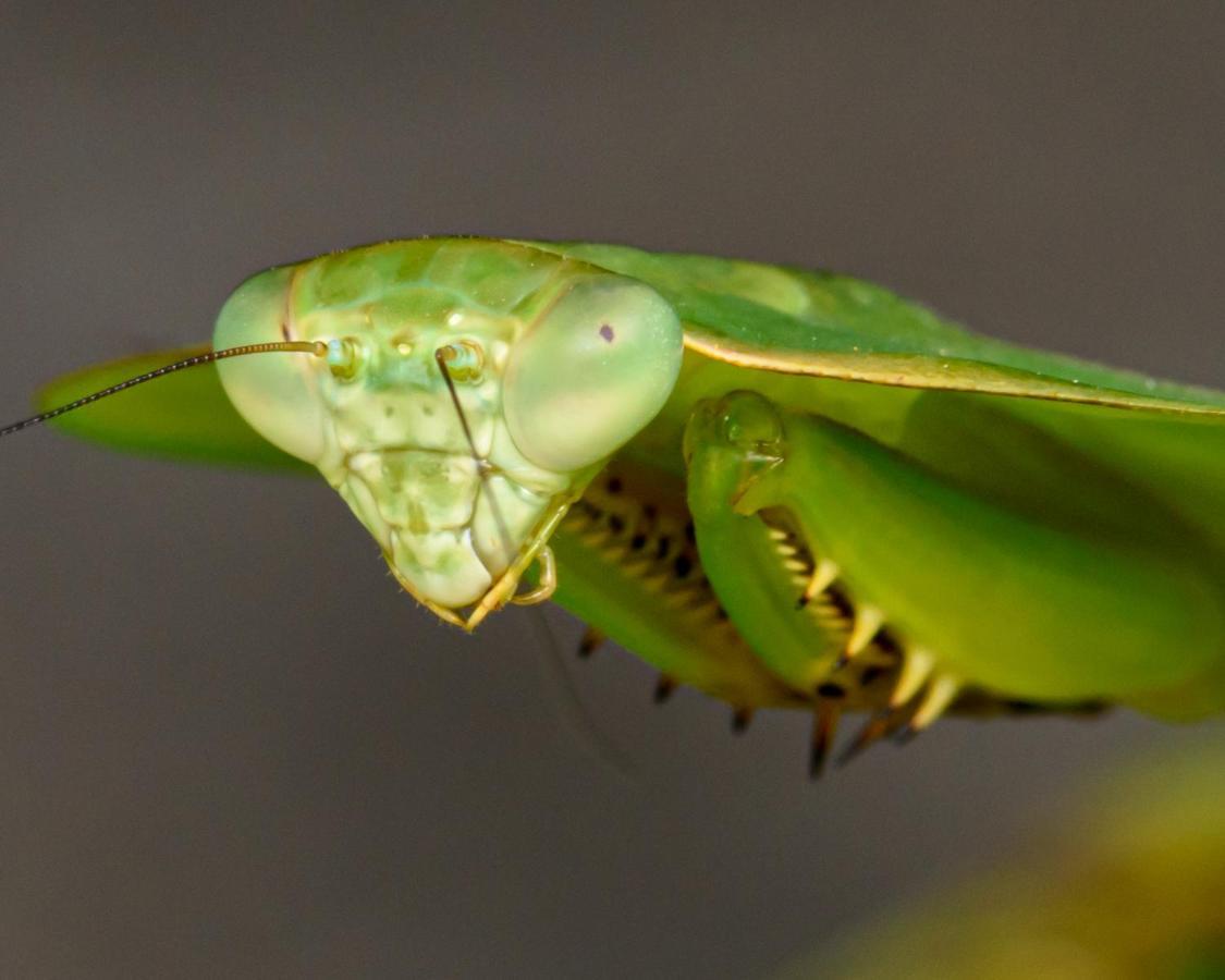 Kuyana Amazon Lodge Archidona Buitenkant foto