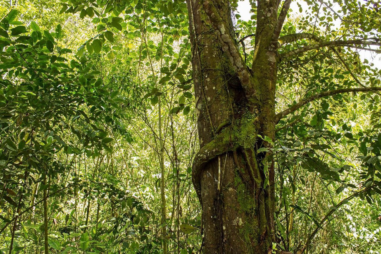 Kuyana Amazon Lodge Archidona Kamer foto